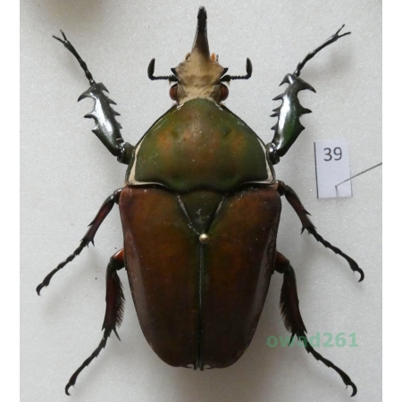 Mecynorhina ugandensis (Moser, 1907) male ex. ovo Uganda39